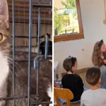 Șura Culturală Gușterița: se adoptă pisici. Șase au familie, altele așteaptă