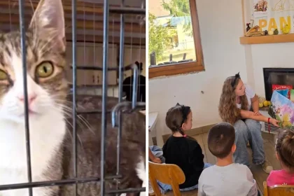 Șura Culturală Gușterița: se adoptă pisici. Șase au familie, altele așteaptă