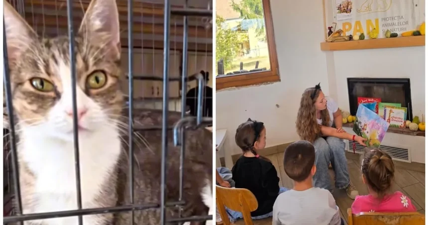 Șura Culturală Gușterița: se adoptă pisici. Șase au familie, altele așteaptă