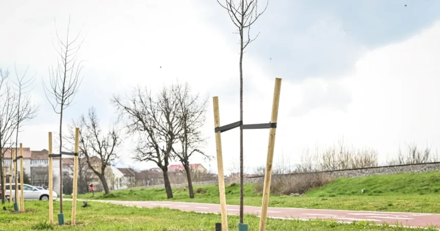 Toamna aduce 220 de arbori noi și 60.000 de plante în oraș