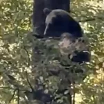 Urs urcat în copac la Cisnădie. Viceprimar: semnalări de 3-4 ori pe lună
