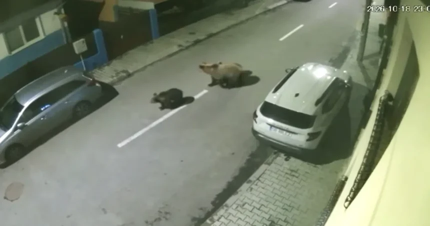 Ursoaică cu doi pui, filmată pe străzile din Mediaș