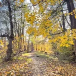 Vineri, vreme frumoasă, până la 20 de grade. Nopțile și diminețile rămân reci