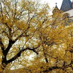 Vremea se răcește la Sibiu. Vineri plouă slab, cu maxime de 16 grade
